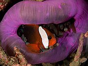 A. melanopus in Heteractis magnifica - magnificent sea anemone