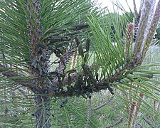 Cluster of European pine sawflies on Austrian pine. This picture was taken in mid-May, larvae about a month old.