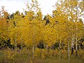 Image 24Autumn in the Bighorn Mountains (from Wyoming)