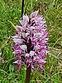 Wild monkey orchid (Orchis simia), Hérault, France