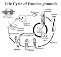Life Cycle of Puccina graminis