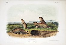 Audubon print of four gophers beside a burrow, near a river bank