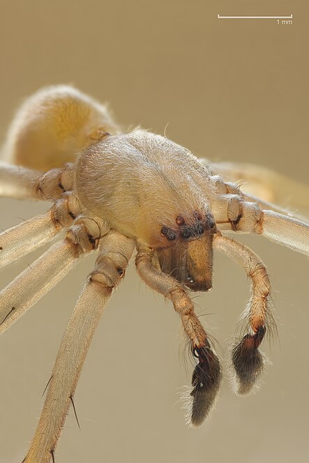Cheiracanthium is a genus of spiders