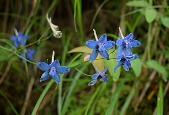 Blue Delphinium flower