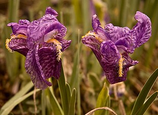Iris kemaonensis in Himalaya