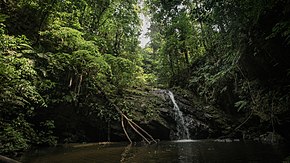 A waterfall in the heavily forested Northern Range