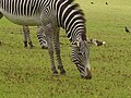 Image 61A zebra grazing at Marwell Zoological Park (from Portal:Hampshire/Selected pictures)