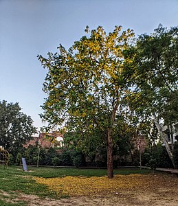 Amaltas Tree in Delhi