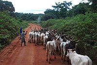 A caravan of oxen being herded through Yakadouma.