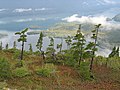 Alpine trees in the Chugach forest