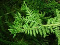 Lady Fern sport showing lower surface with normal sori.
