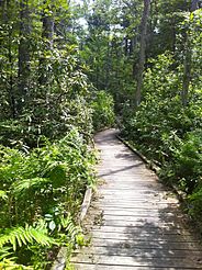 Nehantic Trail - Rhododendron Sanctuary Trail planked wooden boardwalk section