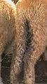 Hind legs stained with sticky diarrhoea