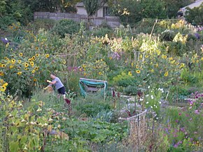 The Picardo Farm P-Patch community garden in Wedgwood