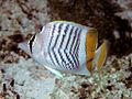 Seychelles butterflyfish Chaetodon (Rhombochaetodon) madagaskariensis