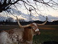 Bevo on the ranch at sunset