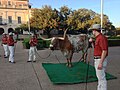 Bevo XIV with the Texas Silver Spurs