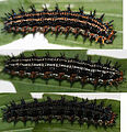 Larva variation