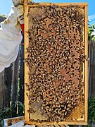 Brood frame taken from my hive.