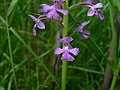Small purple fringed orchid