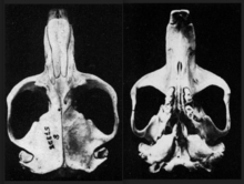 Dorsal and ventral views of a camas gopher skull
