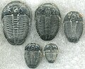 Image 22Trilobites first appeared during the Cambrian period and were among the most widespread and diverse groups of Paleozoic organisms. (from History of Earth)