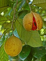 re Spice trade - Fruits of nutmeg showing the aril (mace)