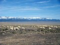 Sheep grazing in Snake Valley, Utah
