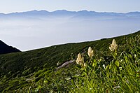 Veratrum stamineum in the mountains of Japan
