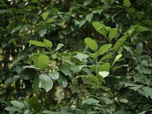 Xanthophyllum flavescens bush