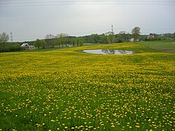 Dandelion meadow near Kłosowo, Kartuzy County, May 2005