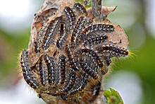 Group of larvae on branch-tip nest. Once larvae reach late instars, colonies break up and larvae feed independently.
