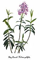 Kalmia polifolia, by Mary Vaux Walcott (1860-1940)