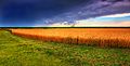 Image 14Kansas summer wheat and storm panorama (from Kansas)