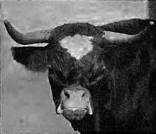 black-and-white photograph of the head of a cow with severe shortening of the upper mandible