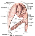 First stage of the development of the intestinal canal and the peritoneum, seen from the side (diagrammatic). From colon 1 the ascending and transverse colon will be formed and from colon 2 the descending and sigmoid colons and the rectum.