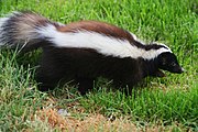 Black skunk with long white stripes in grass