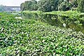 Polluted dark water filled with water hyacinth in a stretch of river near Ranaghat, Nadia