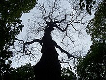 A dead oak tree creates a break in the canopy in Ladies Spring Wood
