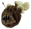 Image 5Humpback anglerfish (from Deep-sea fish)