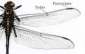 Gomphidae wing structure: Note the similar-sized triangles of the front and hind wings and the widely separate eyes.
