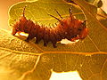 An Imperial moth caterpillar.