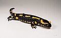 Image 8Fire salamander