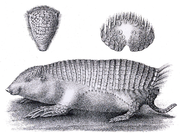 Grayscale drawing of armadillo