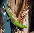 Image 16Gold dust day gecko