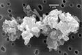 Image 45Porous chondrite dust particle (from Cosmic dust)