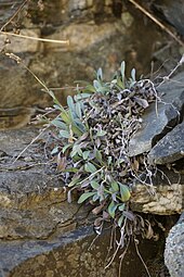 Growth habit of subsp. goyenii