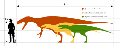 Afrovenator, Dubreuillosaurus, Magnosaurus