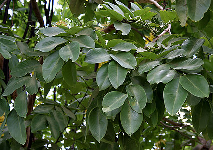 Leaves in Hyderabad, Telangana, India
