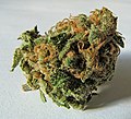 A close-up image of a dried, potent, Cannabis bud. Type Mountain Jam.